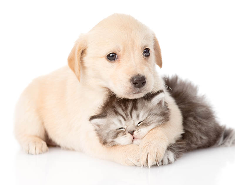 Omega 3 per Cani e Gatti
